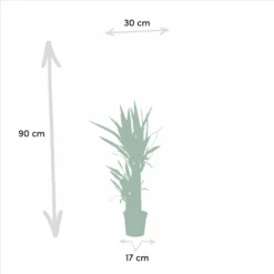 Yucca X2 - H90cm, ø17cm - Grandes Plantes D'intérieur 8 Yucca X2 - H90cm, ø17cm - Grandes Plantes D'intérieur -Promos Jardesia Magasin 23abb00bcae0af1c