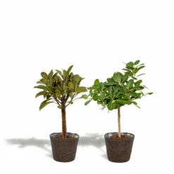 Ficus Elastica Melany, Ficus Benghalensis Audrey Et Leurs Paniers Noirs, Duo De Plantes - Grandes Plantes D'intérieur