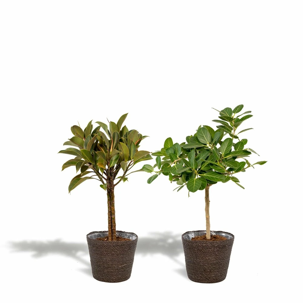 Ficus Elastica Melany, Ficus Benghalensis Audrey Et Leurs Paniers Noirs, Duo De Plantes - Grandes Plantes D'intérieur 1 Ficus Elastica Melany, Ficus Benghalensis Audrey Et Leurs Paniers Noirs, Duo De Plantes - Grandes Plantes D'intérieur