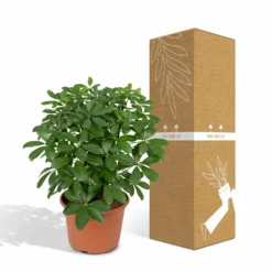 Schefflera Nora - H50cm, ø21cm - Plante D'intérieur 9 Schefflera Nora - H50cm, ø21cm - Plante D'intérieur -Promos Jardesia Magasin 25074144f3252a26