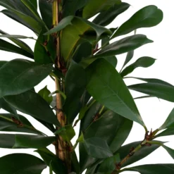 Ficus Cyathistipula - H80cm, ø21cm - Grande Plante D'intérieur -Promos Jardesia Magasin 25c4cbfbdb3563c1