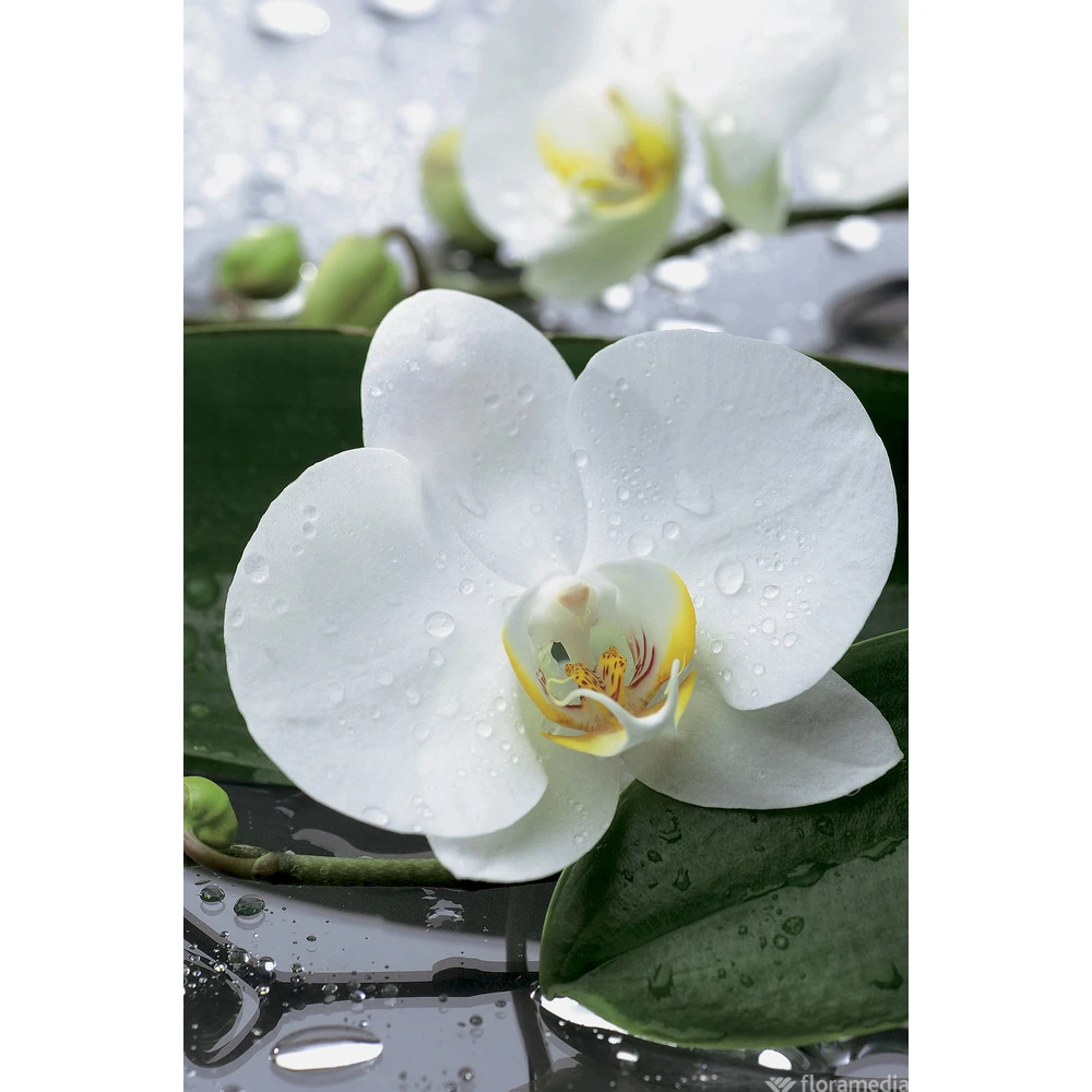 Orchidée Phalaeonopsis 2 Tiges - Pot D.12 Cm 2 Orchidée Phalaeonopsis 2 Tiges - Pot D.12 Cm – Image 2