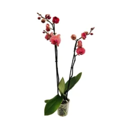 Orchidée Phalaeonopsis 2 Tiges - Pot D.12 Cm 11 Orchidée Phalaeonopsis 2 Tiges - Pot D.12 Cm -Promos Jardesia Magasin 261303 016