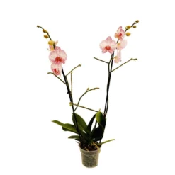 Orchidée Phalaeonopsis 2 Tiges - Pot D.12 Cm 13 Orchidée Phalaeonopsis 2 Tiges - Pot D.12 Cm -Promos Jardesia Magasin 261303 018