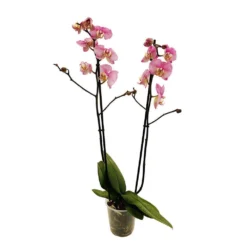 Orchidée Phalaeonopsis 2 Tiges - Pot D.12 Cm 9 Orchidée Phalaeonopsis 2 Tiges - Pot D.12 Cm -Promos Jardesia Magasin 261303 019