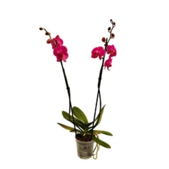 Orchidée Phalaeonopsis 2 Tiges - Pot D.12 Cm 12 Orchidée Phalaeonopsis 2 Tiges - Pot D.12 Cm -Promos Jardesia Magasin 261303 020