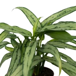 Aglaonema Cutlass - H30cm, ø12cm - Plante D'intérieur -Promos Jardesia Magasin 275bcd2040f8460b