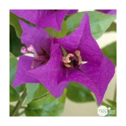 Bougainvillea : Pyramide D17cm -Promos Jardesia Magasin 277986 003