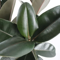 Caoutchouc : 3 Pieds Pot -Promos Jardesia Magasin 28705 002