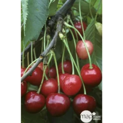 Cerisier Bigarreau Marmotte : Demi Tige Ctr 15 Litres -Promos Jardesia Magasin 29603 002