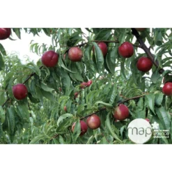 Nectarinier Nectarose : Demi Tige Ctr 15 Litres -Promos Jardesia Magasin 29612 003