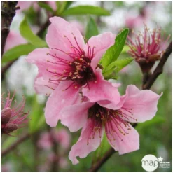 Nectarinier Nectarose : Demi Tige Ctr 15 Litres -Promos Jardesia Magasin 29612 004