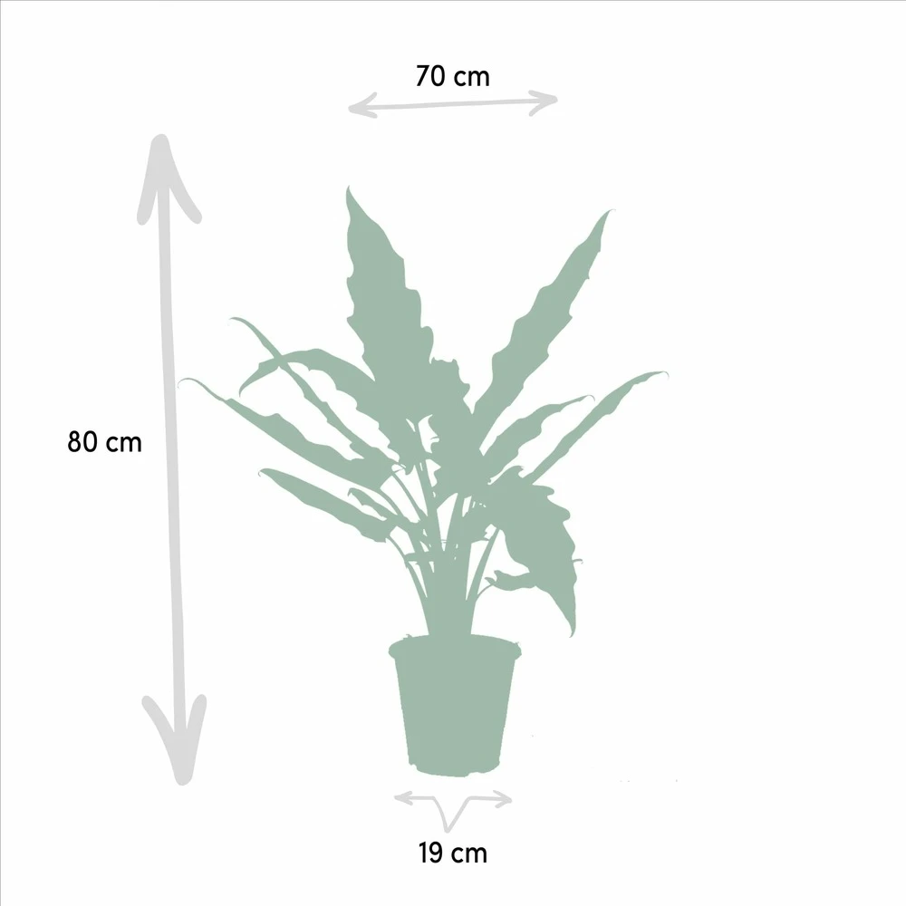 Alocasia Lauterbachiana - H80cm, ø19cm - Grande Plante D'intérieur 2 Alocasia Lauterbachiana - H80cm, ø19cm - Grande Plante D'intérieur – Image 2