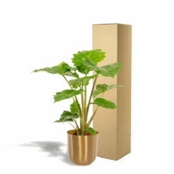 L'alocasia Portodora Et Son Cache-pot Doré - H80cm, ø21cm - Grande Plante D'intérieur 9 L'alocasia Portodora Et Son Cache-pot Doré - H80cm, ø21cm - Grande Plante D'intérieur -Promos Jardesia Magasin 2c7a5efbb044a121