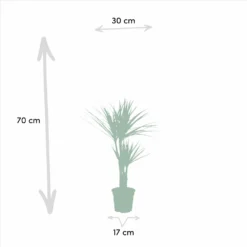 Yucca, Dracaena, Duo De Plantes - Plantes D'intérieur -Promos Jardesia Magasin 2e75aedb227abe1b