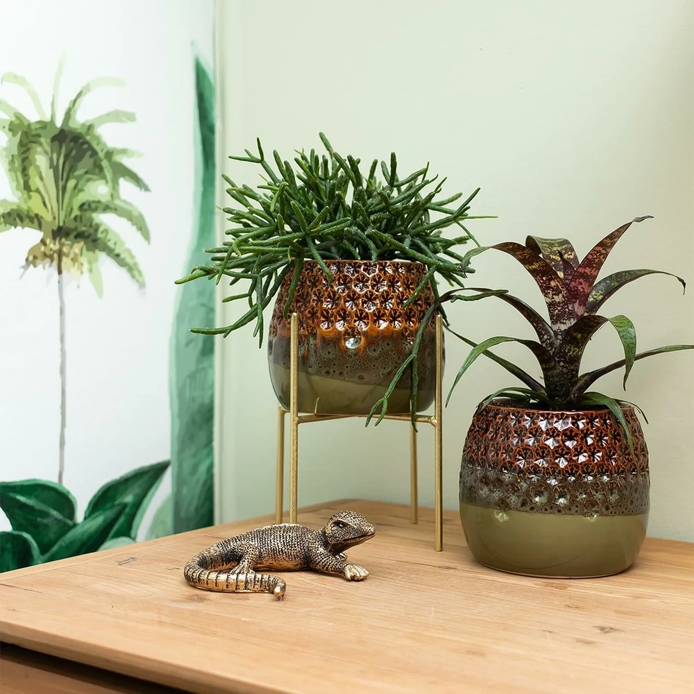 Rhipsalis Baccifera - H10cm, ø6cm - Plante D'intérieur 2 Rhipsalis Baccifera - H10cm, ø6cm - Plante D'intérieur – Image 2