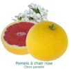 Pomelos A Chair Rose Bio Tailles:pot De 3 Litres, Hauteur 30/40 Cm