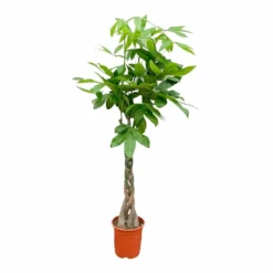 Pachira Aquatica - H150cm, ø30cm - Très Grande Plante D'intérieur