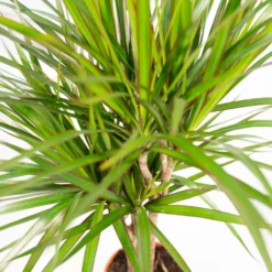 Dracaena Marginata - H90cm, ø17cm - Grande Plante D'intérieur 7 Dracaena Marginata - H90cm, ø17cm - Grande Plante D'intérieur -Promos Jardesia Magasin 3086944efa9a2ede