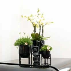 Rhipsalis Baccifera - H10cm, ø6cm - Plante D'intérieur 7 Rhipsalis Baccifera - H10cm, ø6cm - Plante D'intérieur -Promos Jardesia Magasin 30cc427b0a29f939