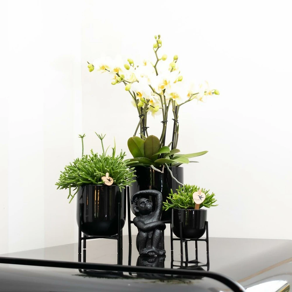 Rhipsalis Baccifera - H10cm, ø6cm - Plante D'intérieur 3 Rhipsalis Baccifera - H10cm, ø6cm - Plante D'intérieur – Image 3