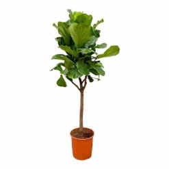 Ficus Lyrata Boom Xxl - H180cm, ø30cm - Très Grande Plante D'intérieur