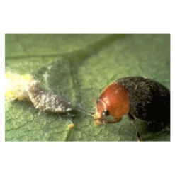 Coccinelle Cryptolæmus Montrouzieri, 25 Adultes Anti-cochenilles -Promos Jardesia Magasin 314244 001