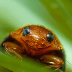 Coccinelle Cryptolæmus Montrouzieri, 25 Adultes Anti-cochenilles -Promos Jardesia Magasin 314244 007