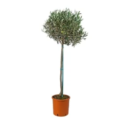 Olivier, Olea Europeae : H100 Cm Tige Pot D20cm 7 Olivier, Olea Europeae : H100 Cm Tige Pot D20cm -Promos Jardesia Magasin 316246 001