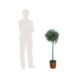Olivier, Olea Europeae : H100 Cm Tige Pot D20cm 6 Olivier, Olea Europeae : H100 Cm Tige Pot D20cm -Promos Jardesia Magasin 316246 002