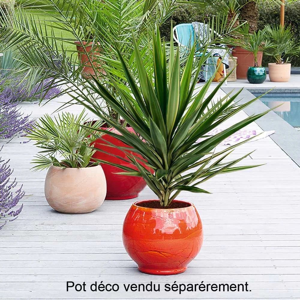 Yucca Jewel : H 80/105 Cm Pot Décoratif 25 Cm 2 Yucca Jewel : H 80/105 Cm Pot Décoratif 25 Cm – Image 2