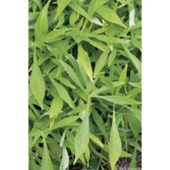 Ipomée : Plateau De 6 Plants En Godets Ø 8 Cm -Promos Jardesia Magasin 318186 005