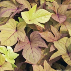 Ipomée : Plateau De 6 Plants En Godets Ø 8 Cm -Promos Jardesia Magasin 318186 008