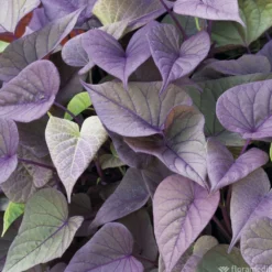 Ipomée : Plateau De 6 Plants En Godets Ø 8 Cm -Promos Jardesia Magasin 318186 010