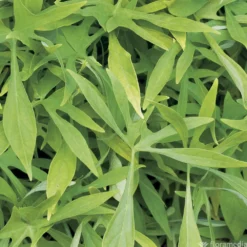 Ipomée : Plateau De 6 Plants En Godets Ø 8 Cm -Promos Jardesia Magasin 318186 011