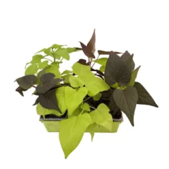 Ipomée : Plateau De 6 Plants En Godets Ø 8 Cm -Promos Jardesia Magasin 318186 013