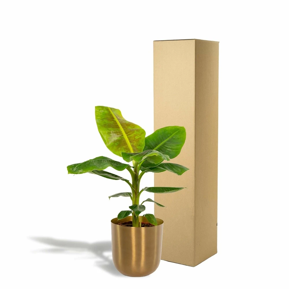 Bananier Nain Cavendish Et Son Cache-pot Doré - H90cm, ø21cm - Grande Plante D'intérieur 5 Bananier Nain Cavendish Et Son Cache-pot Doré - H90cm, ø21cm - Grande Plante D'intérieur – Image 5