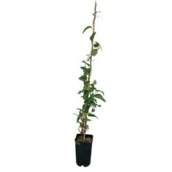Hardenbergia Violacea - Hardenbergia Violacea 3l 7 Hardenbergia Violacea - Hardenbergia Violacea 3l -Promos Jardesia Magasin 32a35dfbf103dba4
