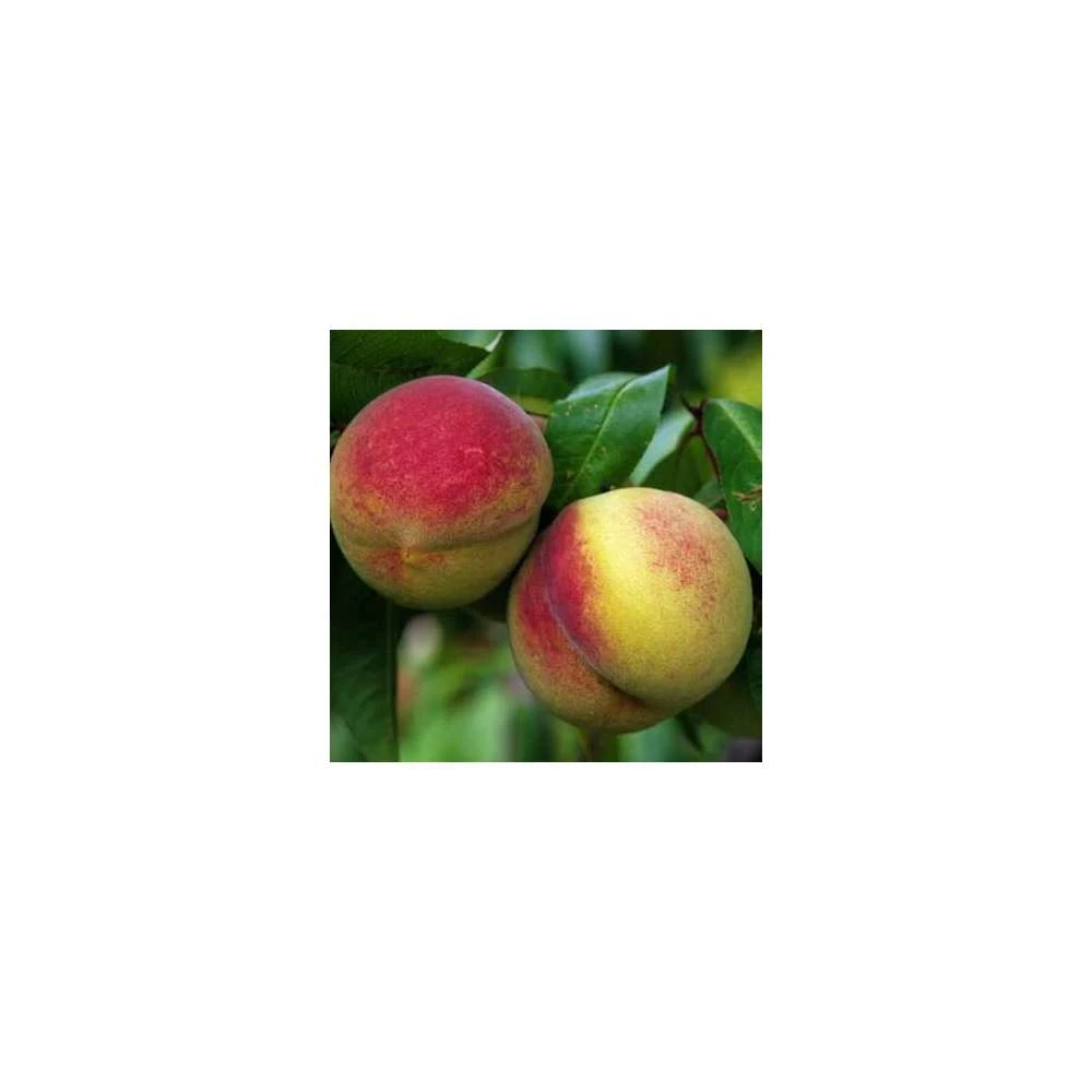 Pêcher Charles Ingouf : ½ Tige, 4-5 Ans, H 170-180 Cm 2 Pêcher Charles Ingouf : ½ Tige, 4-5 Ans, H 170-180 Cm – Image 2