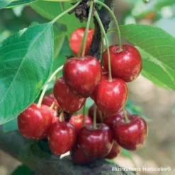 Cerisier Belle De Chatenay : ½ Tige, 4-5 Ans, H 170-180 Cm