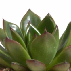 Echeveria Et Leurs Caches-pots Terracotta, Box De 3 Plantes - H12cm, ø9,5cm - Plantes D'intérieur -Promos Jardesia Magasin 338a0e65703008fb