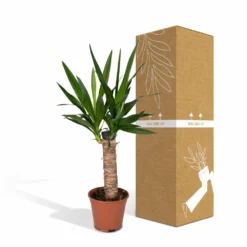 Yucca - H40cm, ø14cm - Plante D'intérieur -Promos Jardesia Magasin 3432fe20eae17f67