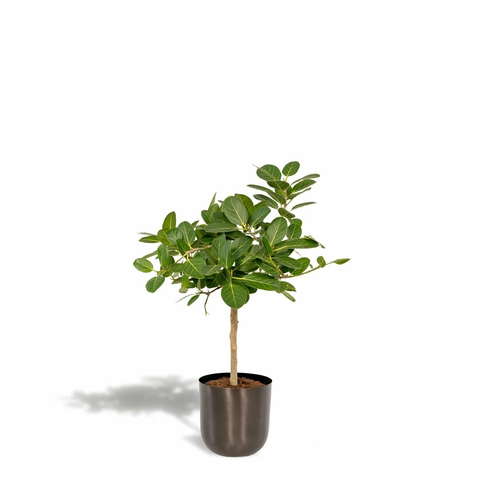 Ficus Benghalensis Et Son Cache-pot Noir - H90cm, ø21cm - Grande Plante D'intérieur 1 Ficus Benghalensis Et Son Cache-pot Noir - H90cm, ø21cm - Grande Plante D'intérieur