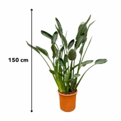 Strelitzia Reginae Xl - H160cm, ø35cm - Très Grande Plante D'intérieur -Promos Jardesia Magasin 36264e91f87a64ce