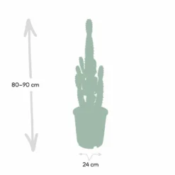 Euphorbia Acrurensis - H80cm, ø24cm - Grande Plante D'intérieur 8 Euphorbia Acrurensis - H80cm, ø24cm - Grande Plante D'intérieur -Promos Jardesia Magasin 374eeba9c2f25f69