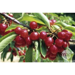 Cerisier Coeur De Pigeon : ½ Tige, 4-5 Ans, H 170-180 Cm 6 Cerisier Coeur De Pigeon : ½ Tige, 4-5 Ans, H 170-180 Cm -Promos Jardesia Magasin 37589 002