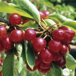 Cerisier Coeur De Pigeon : ½ Tige, 4-5 Ans, H 170-180 Cm 7 Cerisier Coeur De Pigeon : ½ Tige, 4-5 Ans, H 170-180 Cm -Promos Jardesia Magasin 37589 003