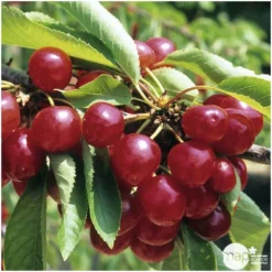 Cerisier Bigarreau Coeur De Pigeon : Gobelet 3 Ans D'âge Ctr 12 Litres