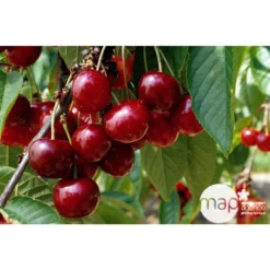 Cerisier Bigarreau Géant D'Hedelfingen 1/2 Tige 2ans âge Ctr 15L 5 Cerisier Bigarreau Géant D'Hedelfingen 1/2 Tige 2ans âge Ctr 15L -Promos Jardesia Magasin 37597 002