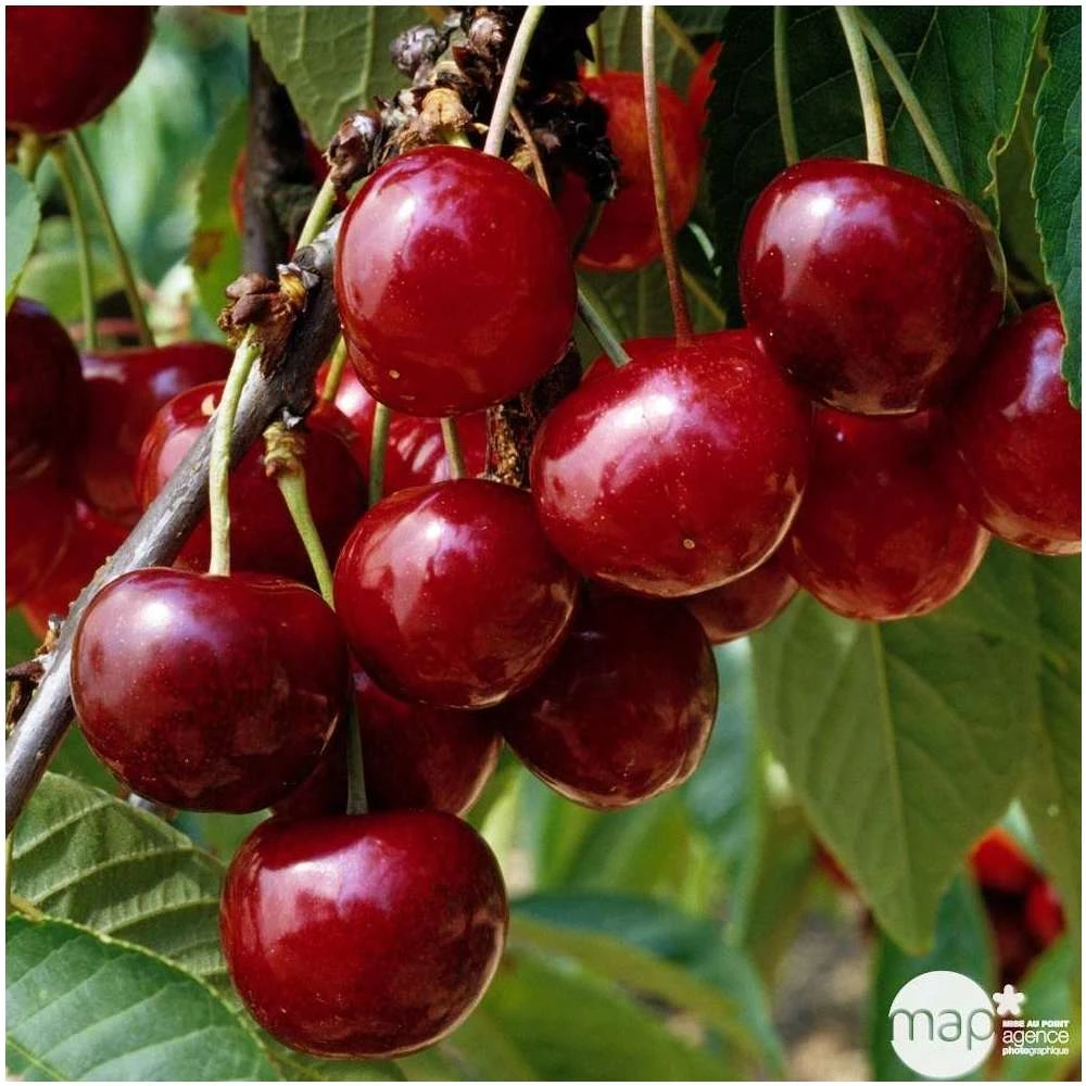 Cerisier Bigarreau Géant D'Hedelfingen 1/2 Tige 2ans âge Ctr 15L 2 Cerisier Bigarreau Géant D'Hedelfingen 1/2 Tige 2ans âge Ctr 15L – Image 2